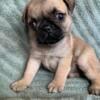 Fawn male and female pug puppies 