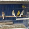 Canaries, different colors