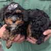 Mini Bernedoodle Marquis