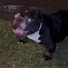 Micro American bully