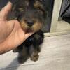 Bernedoodle pups