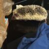 7 month old male Hedgehog