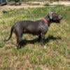 Blue Nose Pit Bull Puppies