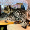 Bengal kittens Show Quality