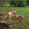 American pocket bully puppies 