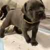 Cane Corso Puppies