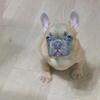 Frenchie fluffy carrier pup for sale!!!