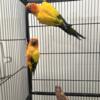 Pair of Sun conure with cage and breeding box
