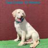 AKC Champagne Lab Puppies