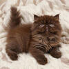 Chocolate ELH Persian female