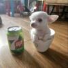 Tiny Pure White Chihuahua Puppy 