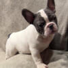 French Bulldog Frenchie Puppies Blue Merle White Pied AKC