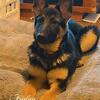 AKC German Shepherd puppies