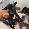 1 black & white Female  Chihuahua puppy currently 4 weeks old