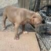 LILAC AMERICAN BULLY FEMALE