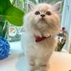 Siberian kitten, tabby point. hypoallergenic.  White with blue yes