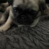 Pug puppies 