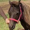 AMHR mini mare