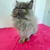 GREY PUREBRED PERSIAN MALE KITTEN 