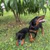 European Doberman Pinscher Puppies