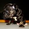 Black Ghost Tri Male Micro Frenchie For Sale