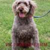 STANDARD POODLE - CORA