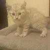 TICA registered highlander