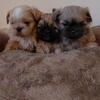 Shih Tzu Puppies 