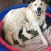 GREAT PYRENEES PUPPIES - $400 -