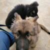 Long coat GSD need homes now