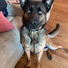 Rehoming Hank
