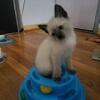 Beautiful Siamese Kitten