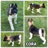 CORA - female akita puppy, born 6-20-24