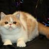 Adorable CFA Reg Cream Spotted Tabby White Exotic Short Hair Male