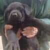 American black lab puppies available