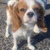 AKC Cavalier King Charles for rehoming