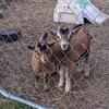 ADGA registerable bucklings w/ Moon spots for sale 