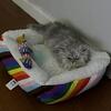 Doll face Persian Kitten for sale only 9 weeks ready now.