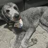 Goldendoodle F1bb (embark tested)