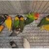 Love Birds wholesale