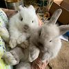 Bunnies -  Holland Lop Babies