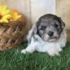 Maple Female Shihpoo