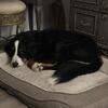 Male Bernese Mountain Dog