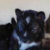 Have new litter...black woolies