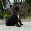 AKC gorgeous high quality French bulldog puppies