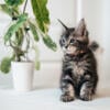 Pure breeded Maine Coon Kittens