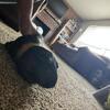 2 guinea pig