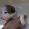 Russell Terrier Pups available