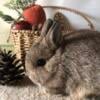 Dwarf Bunny Chestnut 