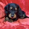 Miniature dachshund puppies